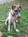 Hero - Jack Russell Terrier Mix Dog