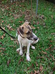 Hero - Jack Russell Terrier Mix Dog