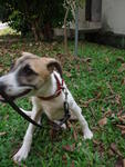 Hero - Jack Russell Terrier Mix Dog