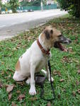 Hero - Jack Russell Terrier Mix Dog