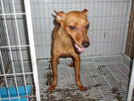 Oscar - Miniature Pinscher Dog