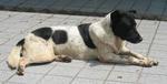 Spotty - Dalmatian Mix Dog