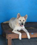 Timmy - Spitz Mix Dog