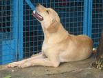 PF1037 - Labrador Retriever Mix Dog