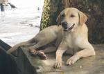 PF1037 - Labrador Retriever Mix Dog