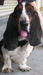 Good Fri Day - Basset Hound Dog