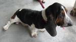 Good Fri Day - Basset Hound Dog