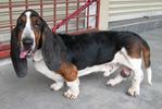 Good Fri Day - Basset Hound Dog