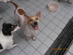 B/o.mina - Mixed Breed Dog