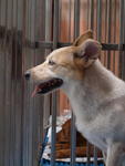 B/o.cindy - Corgi Mix Dog