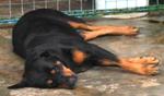 Rosy - Rottweiler Dog