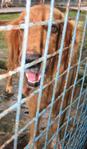 Golden - Golden Retriever Dog