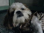 Zai Zai - Shih Tzu Dog