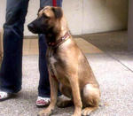 Deedee - Belgian Shepherd Malinois Mix Dog