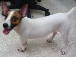 Yuki - Jack Russell Terrier Dog