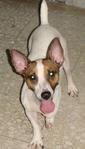 Yuki - Jack Russell Terrier Dog