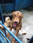 Cocoa - Labrador Retriever Mix Dog