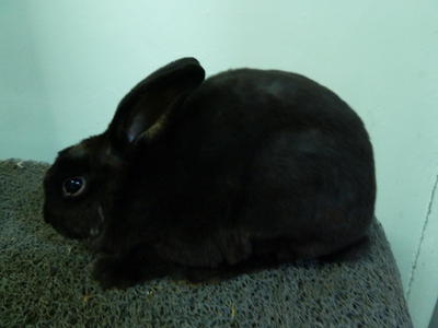 3 Gen Ped Mini Rex Doe Show - Mini Rex Rabbit