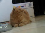 Manekineko Melody Lee - Scottish Fold Cat