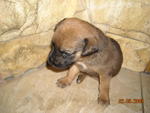 female puppy