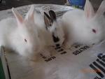 Baby Lionhead Mix Angora - Lionhead + Angora Rabbit Rabbit