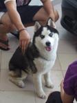 *unknown* - Siberian Husky Dog