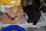 3 Kittens  - Domestic Short Hair Cat