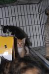 3 Kittens  - Domestic Short Hair Cat