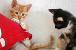 3 Kittens  - Domestic Short Hair Cat