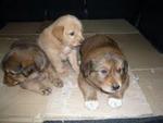 Precious Baby - Spitz Mix Dog