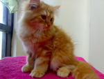 Ron - Persian Cat