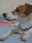 Roxie - Jack Russell Terrier Dog