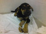 Scrabbie - Pinscher Mixed - Doberman Pinscher Mix Dog