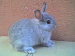 Si Kecik - Netherland Dwarf Rabbit