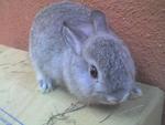 Si Kecik - Netherland Dwarf Rabbit