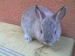 Si Kecik - Netherland Dwarf Rabbit