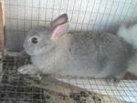 Si Kecik - Netherland Dwarf Rabbit