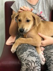 Taco - Mixed Breed Dog