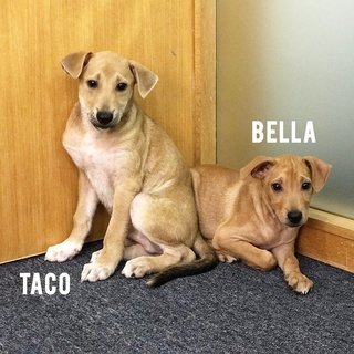 Taco - Mixed Breed Dog