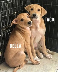 Taco - Mixed Breed Dog