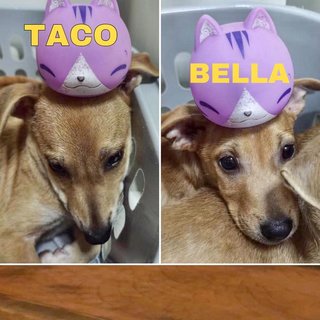 Taco - Mixed Breed Dog