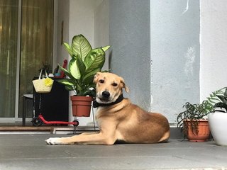 Taco - Mixed Breed Dog