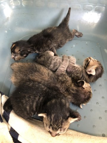 Ciku And Babies - Tabby Cat