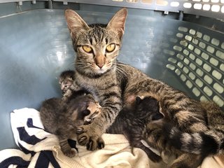 Ciku And Babies - Tabby Cat