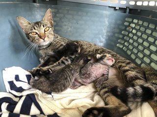 Ciku And Babies - Tabby Cat