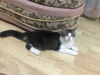 Oreo - Domestic Medium Hair Cat