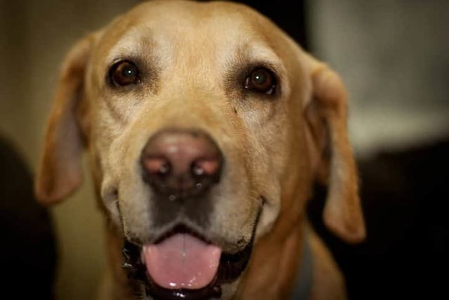 Dilbert  - Labrador Retriever Dog