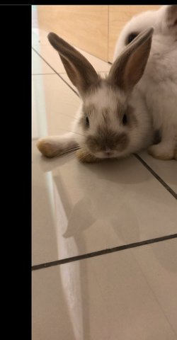 PF100030 - Dwarf Eared + Holland Lop Rabbit