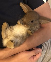 PF100030 - Dwarf Eared + Holland Lop Rabbit