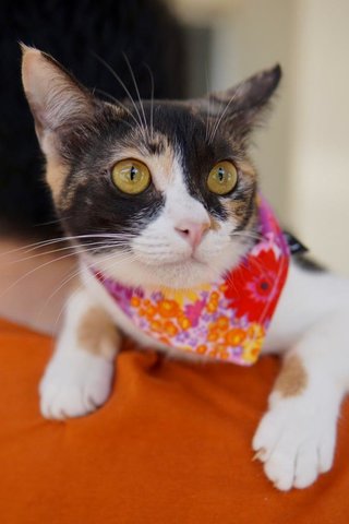 Jojo - Domestic Short Hair Cat